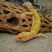 Leopard Gecko - Albino Clown (Juvenile) (Eublepharis macularius) THUMBNAIL