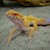 Leopard Gecko - Albino Clown (Juvenile) (Eublepharis macularius) SWATCH