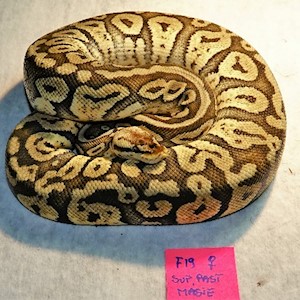 Super Pastel Female Adult Ball Python LARGE