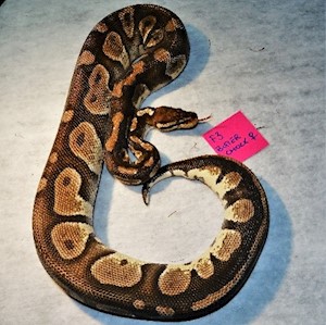 Ball Python - Butter Chocolate (Female Adult F3) LARGE