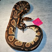 Ball Python - Butter Chocolate (Female Adult F3) THUMBNAIL