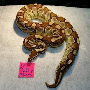 Ball Python - Butter Chocolate (Female Adult F5) LARGE