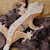 Flame Dalmatian Crested Gecko on drift wood SWATCH