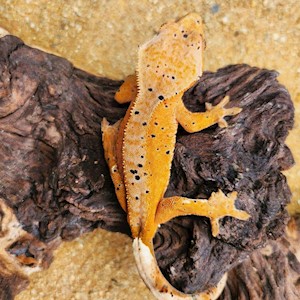 Flame Dalmatian Crested Gecko on drift wood LARGE