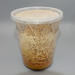 Fruit Fly - Giant Flightless Culture 32 oz (Hydei sturdivant) LARGE