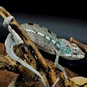 Chameleon - Panther/Ambanja/ X Faly (0.0.1) (Furcifer pardalis) THUMBNAIL