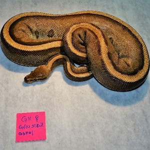 Ball Python - Genetic Stripe (Female Adult G11) LARGE