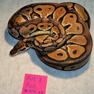 Ball Python - Pastel Orange Ghost (Female Adult G13) LARGE