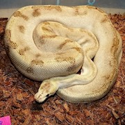 Ball Python - Champagne HRA (Female Adult G1) THUMBNAIL
