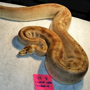 Ball Python - Champagne HRA (Female Adult G5) LARGE