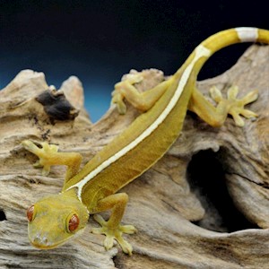 White-Lined Gecko CB (Juvenile) (Gekko vittatus) LARGE