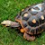 Tortoise - Red Foot No. 4 (Adult - Female 0.1) (Geochelone carbonaria) SWATCH