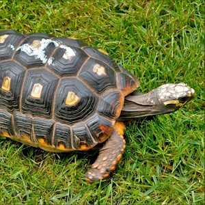 Tortoise - Red Foot No. 4 (Adult - Female 0.1) (Geochelone carbonaria) LARGE