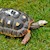 Tortoise - Red Foot No. 4 (Adult - Female 0.1) (Geochelone carbonaria) SWATCH