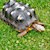 Tortoise - Red Foot No. 1 (Adult - Female 0.1) (Geochelone carbonaria) SWATCH