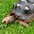 Tortoise - Red Foot No. 1 (Adult - Female 0.1) (Geochelone carbonaria) SWATCH