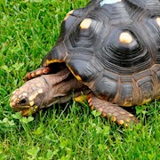 Tortoise - Red Foot No. 1 (Adult - Female 0.1) (Geochelone carbonaria) THUMBNAIL