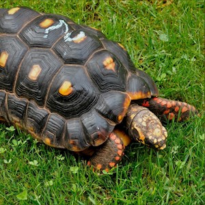 Tortoise - Red Foot No. 2 (Adult - Female 0.1) (Geochelone carbonaria) LARGE