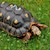 Tortoise - Red Foot No. 2 (Adult - Female 0.1) (Geochelone carbonaria) SWATCH