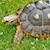 Tortoise - Red Foot No. 2 (Adult - Female 0.1) (Geochelone carbonaria) SWATCH
