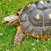 Tortoise - Red Foot No. 2 (Adult - Female 0.1) (Geochelone carbonaria) THUMBNAIL