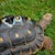 Tortoise - Red Foot No. 3 (Adult - Female 0.1) (Geochelone carbonaria) SWATCH