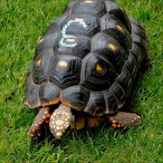 Tortoise - Red Foot No. 3 (Adult - Female 0.1) (Geochelone carbonaria) THUMBNAIL