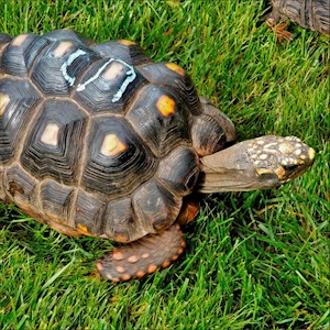 Tortoise - Red Foot No. 5 (Adult - Female 0.1) (Geochelone carbonaria) LARGE