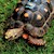 Tortoise - Red Foot No. 5 (Adult - Female 0.1) (Geochelone carbonaria) SWATCH