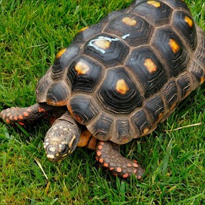 Tortoise - Red Foot No. 7 (Adult - Female 0.1) (Geochelone carbonaria) LARGE