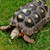 Tortoise - Red Foot No. 7 (Adult - Female 0.1) (Geochelone carbonaria) SWATCH
