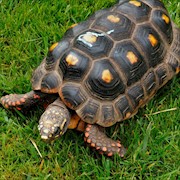 Tortoise - Red Foot No. 7 (Adult - Female 0.1) (Geochelone carbonaria) THUMBNAIL