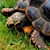 Tortoise - Red Foot No. 7 (Adult - Female 0.1) (Geochelone carbonaria) SWATCH