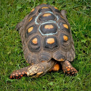Tortoise - Red Foot No. 8 (Adult - Female 0.1) (Geochelone carbonaria) LARGE