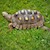 Tortoise - Red Foot No. 8 (Adult - Female 0.1) (Geochelone carbonaria) SWATCH