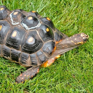 Tortoise - Red Foot No. 9 (Adult - Female 0.1) (Geochelone carbonaria) LARGE