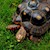 Tortoise - Red Foot No. 9 (Adult - Female 0.1) (Geochelone carbonaria) SWATCH