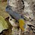 Gecko - Day/Yellow Head (Ganotades albigularis) SWATCH