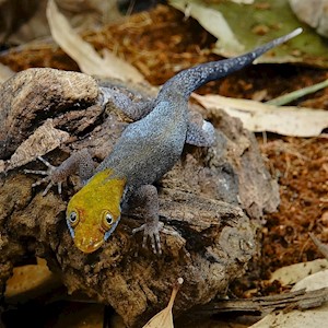 Gecko - Day/Yellow Head (Ganotades albigularis) LARGE