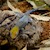 Gecko - Day/Yellow Head (Ganotades albigularis) SWATCH