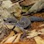 Chinese Cave Gecko (Captive bred) (Goniurosaurus hainanensis) SWATCH