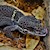 Chinese Cave Gecko (Captive bred) (Goniurosaurus hainanensis) SWATCH