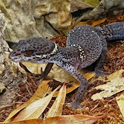 Chinese Cave Gecko (Captive bred) (Goniurosaurus hainanensis) THUMBNAIL