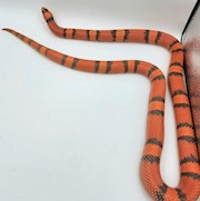 Milk Snake - Hypomelanistic Tangerine Honduran (Adult - Female) THUMBNAIL