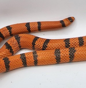 Milk Snake - Honduran/Tangerine/ Hypomelanistic/Adult Male 2 LARGE