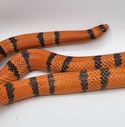 Milk Snake - Hypomelanistic Tangerine Honduran (Adult - Male) THUMBNAIL