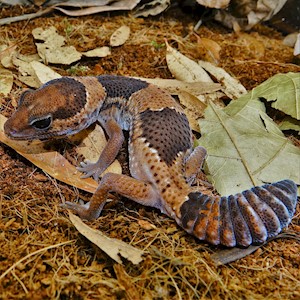 Gecko - African Fat-Tailed (Captive Bred) (Hemitheconyx caudicinctus) LARGE