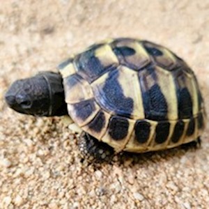 Hermann's Tortoise (Baby) (Testudo hermanni) LARGE