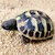 Hermann's Tortoise (Baby) (Testudo hermanni) SWATCH