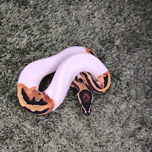 Juvenile High White Piebald Ball Python LARGE